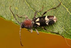 Chlorophorus krantzi krantzi