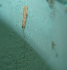 Setodes argentiferus