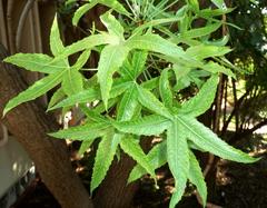 Cussonia natalensis