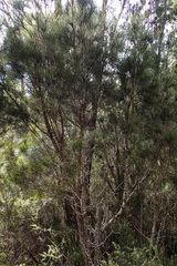 Allocasuarina monilifera