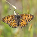 Phyciodes mylitta - Photo (c) dickwood, alguns direitos reservados (CC BY-NC), uploaded by dickwood