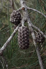 Allocasuarina monilifera