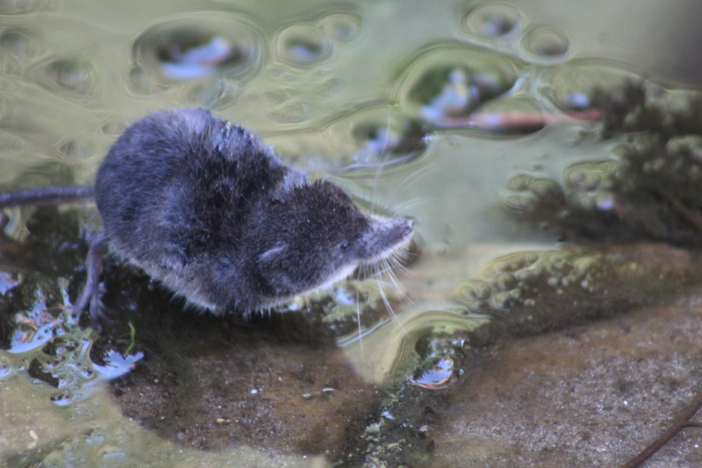 American Water Shrew