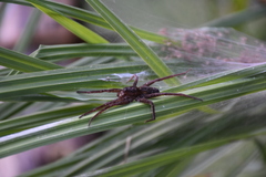 Dolomedes plantarius