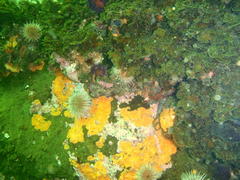 Exallosorus harveyanus