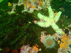 Exallosorus harveyanus