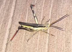 Acantherus piperatus