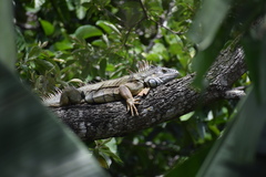 Iguana iguana