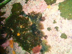 Exallosorus harveyanus