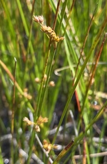 Juncus filiformis