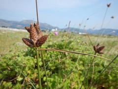 Hellmuthia membranacea