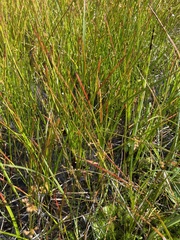 Juncus filiformis
