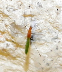 Metacanthus multispinus