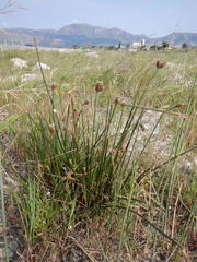 Hellmuthia membranacea