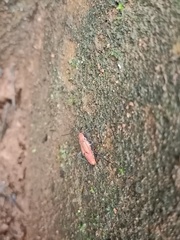 Leptocoris
