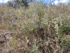 Echinops ritro