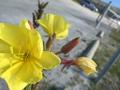 Oenothera elata hookeri
