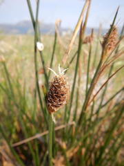 Hellmuthia membranacea