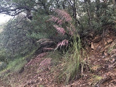 Muhlenbergia emersleyi