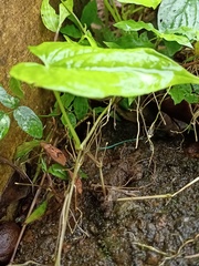 Leptocoris