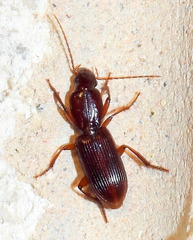 Stenomorphus californicus