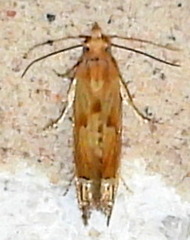 Eucosma mormonensis