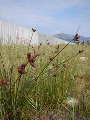 Hellmuthia membranacea