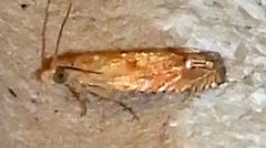 Eucosma mormonensis
