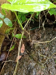 Leptocoris