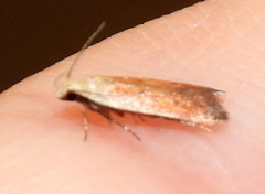 Anacampsis fullonella