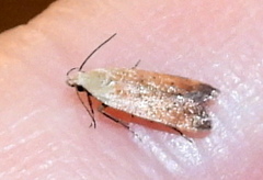 Anacampsis fullonella