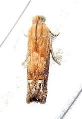 Eucosma mormonensis