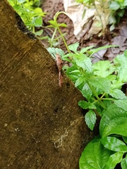Leptocoris
