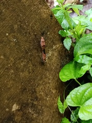 Leptocoris