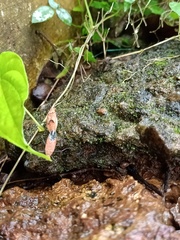 Leptocoris