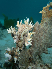 Hermodice carunculata