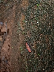 Leptocoris