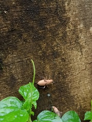 Heteroptera