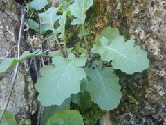 Dryopetalon runcinatum