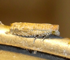 Pelochrista comatulana