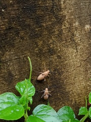 Heteroptera