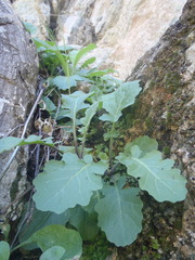 Dryopetalon runcinatum
