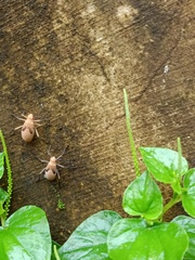 Heteroptera