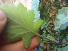 Dryopetalon runcinatum