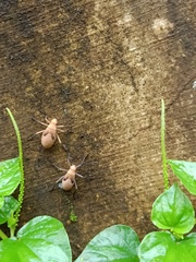 Heteroptera