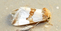 Schinia chrysellus
