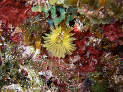 Notaulax occidentalis