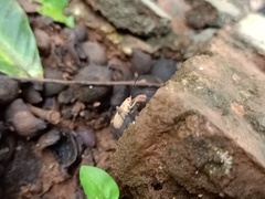 Pentatomomorpha