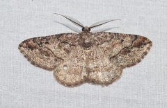 Pterospoda nigrescens