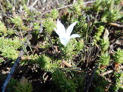 Wahlenbergia calcarea